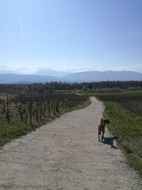 View of dog on road against sky