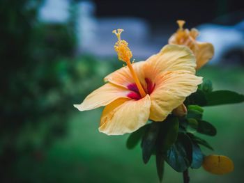 Close-up of yellow flower