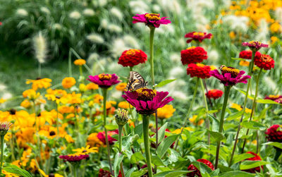 Butterfly on pink flowers