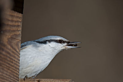 Close-up of bird perching outdoors