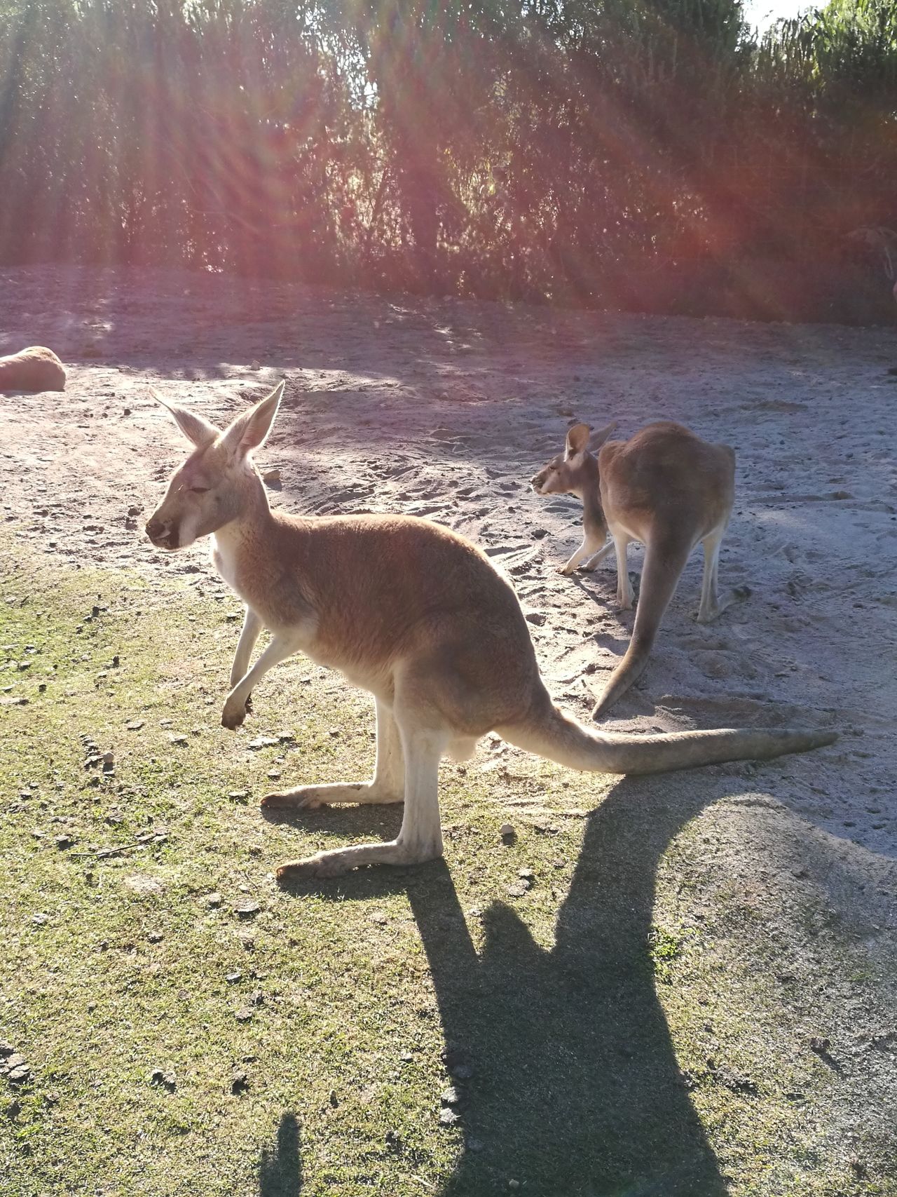 2kangaroos