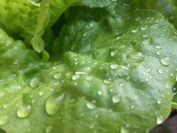 Macro shot of water drops on leaf