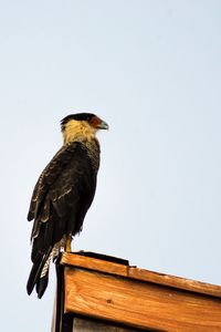 Low angle view of bird perching on wood against clear sky