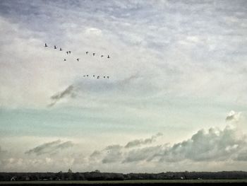 Flock of birds flying over landscape