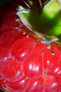 Full frame shot of red berries