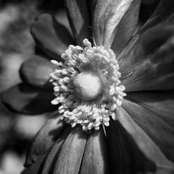Close-up of pink flower