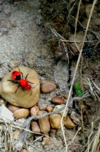 High angle view of bird in nest