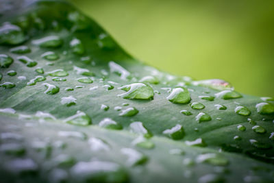 Close-up of raindrops on leaves