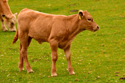 Cow standing in a field