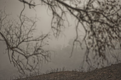 Bare trees by field during foggy weather