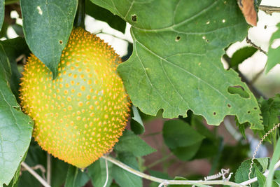 Close-up of fruit growing on plant