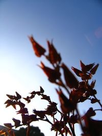 Low angle view of leaves against clear sky