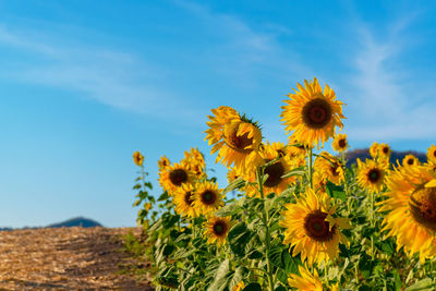 Close-up of yellow flowering plants on field against sky