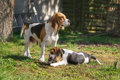 View of a dog lying on field