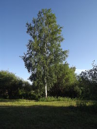 Trees on field against clear sky