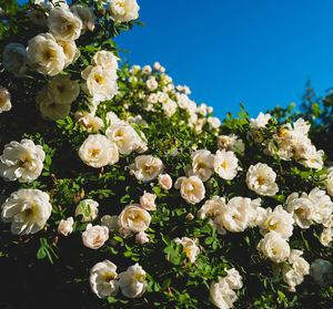 Close-up of white flowering roses against blue sky