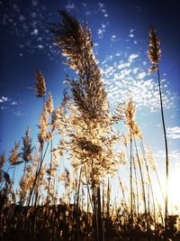 Low angle view of flowering plants on field against sky