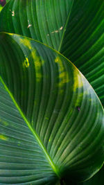 Full frame shot of palm leaves