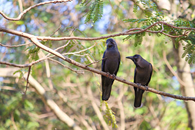 Crows perched on branch