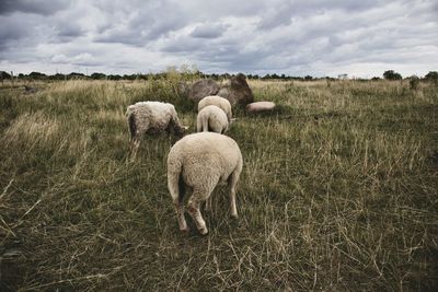 View of sheep grazing in field