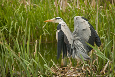 Low angle view of gray heron on reeds