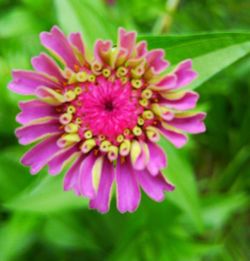 Close-up of flower blooming outdoors