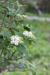 Close-up of white flowering plant