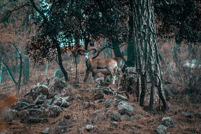 Animals standing in forest