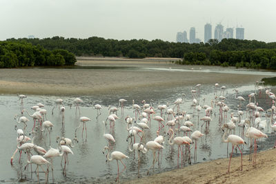 Flock of birds in the lake