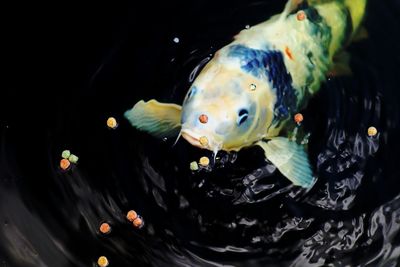 Close-up of fish in aquarium