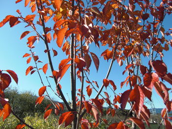 Low angle view of maple tree against sky