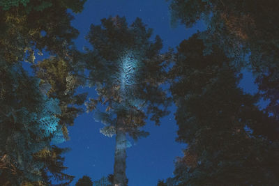 Low angle view of trees against sky at night