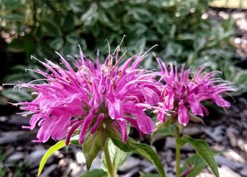 Close-up of pink flowering plant