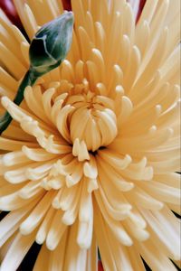 Close-up of yellow flowering plant