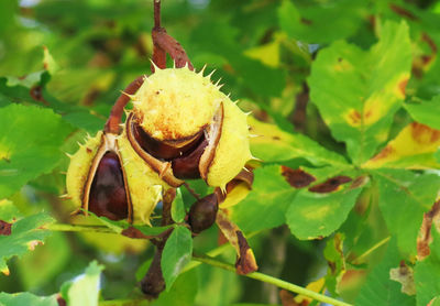 Close up of plant