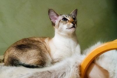 Close-up of cat sitting against green background