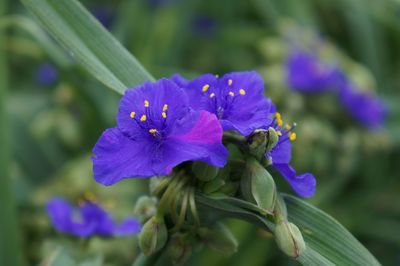 Close-up of insect on purple flower