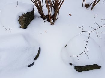 High angle view of sheep on tree during winter