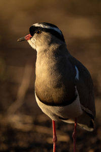 Close-up of sunlit crowned lapwing turning head