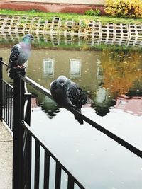 High angle view of bird on railing by lake