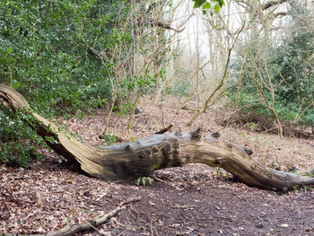 Sunlight falling on tree trunk in forest