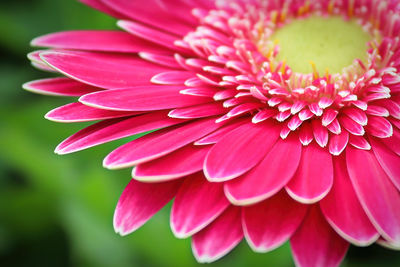 Macro of a pink gerbera at the top right hand corner.