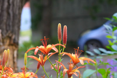 Close-up of orange flowering plant