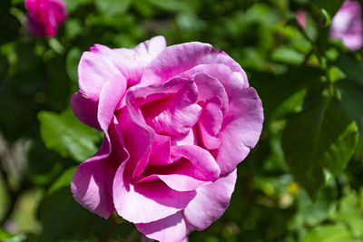 Close-up of pink rose