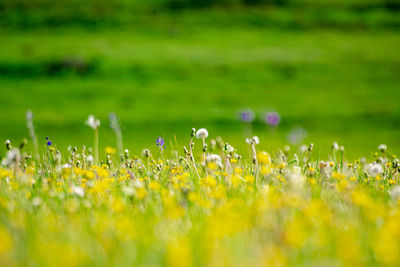 Scenic view of flowering plants on field