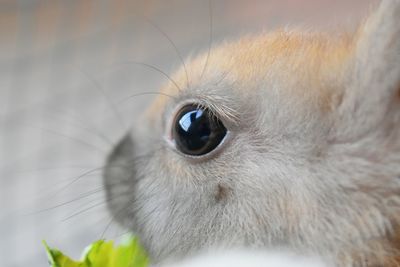 Close-up portrait of cat