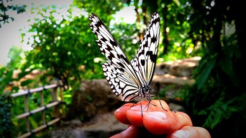 Close-up of butterfly on leaf