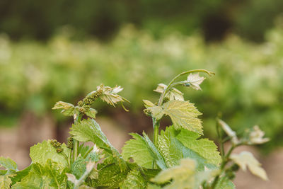 Close-up of fresh green plant