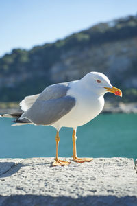 Any seagull looking for dinner