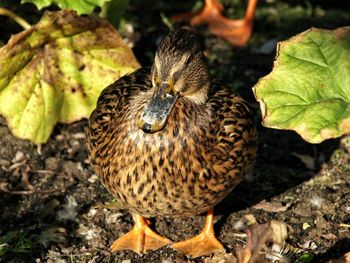 Close-up of bird